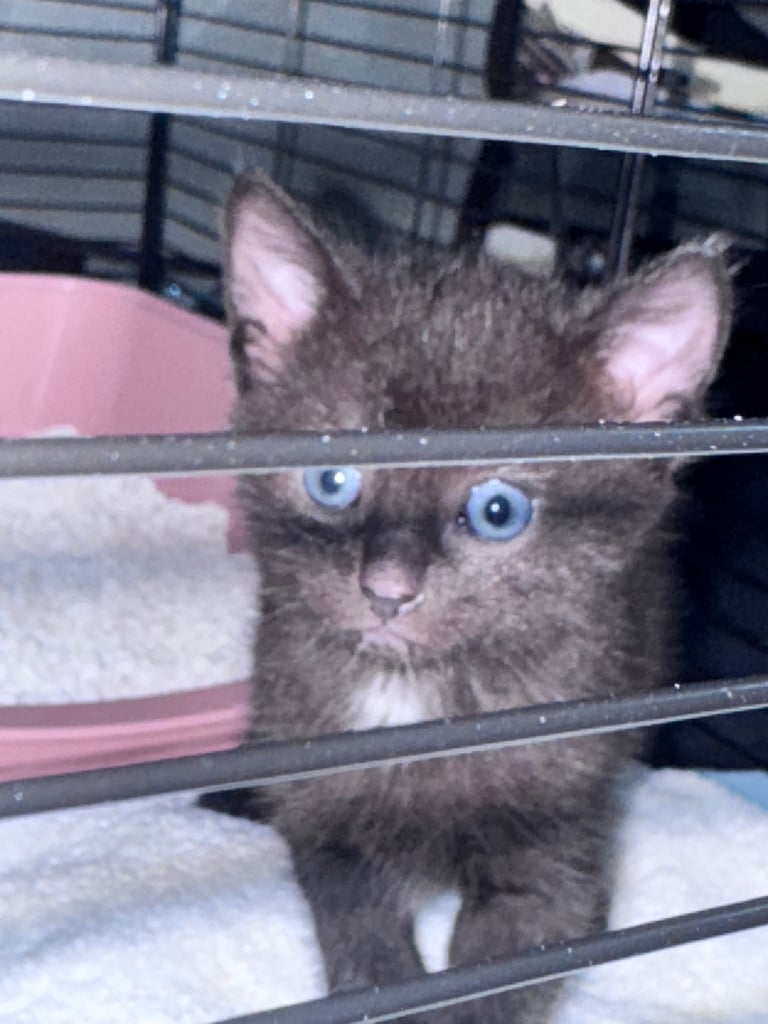 Russian blue kittens 