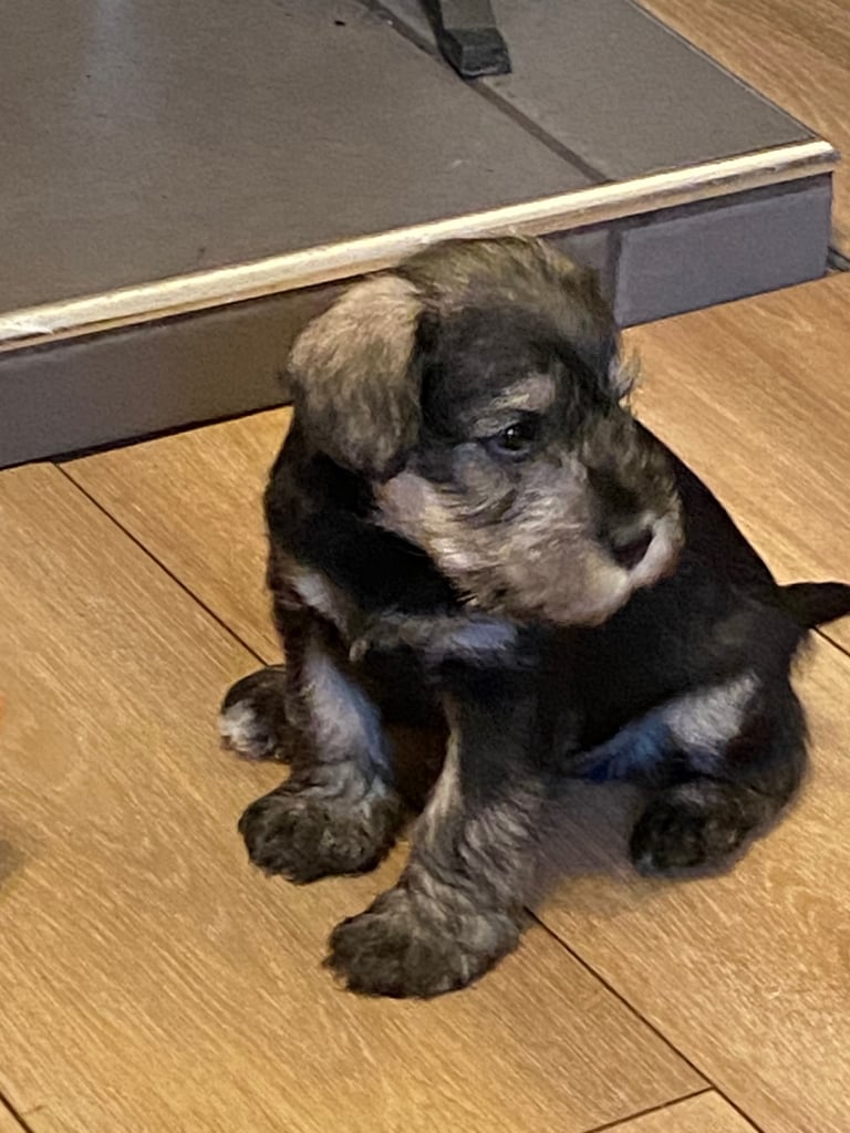 image for Miniature schnauzers