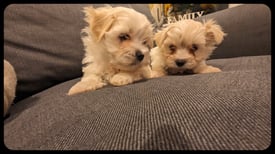 Beautiful Maltese X puppies. 2 boys 