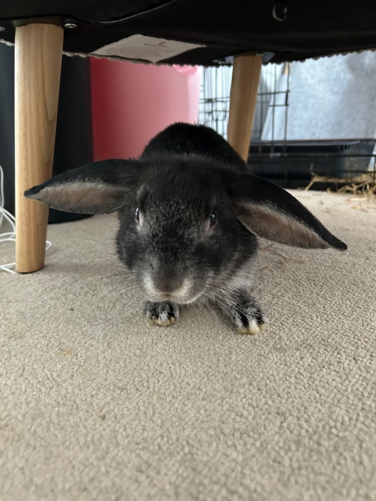 Pair of male English lop rabbits