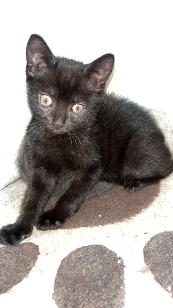 Black kitten 
