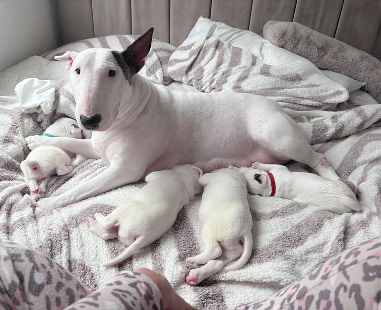 KC English Bull Terrier puppies 🐾