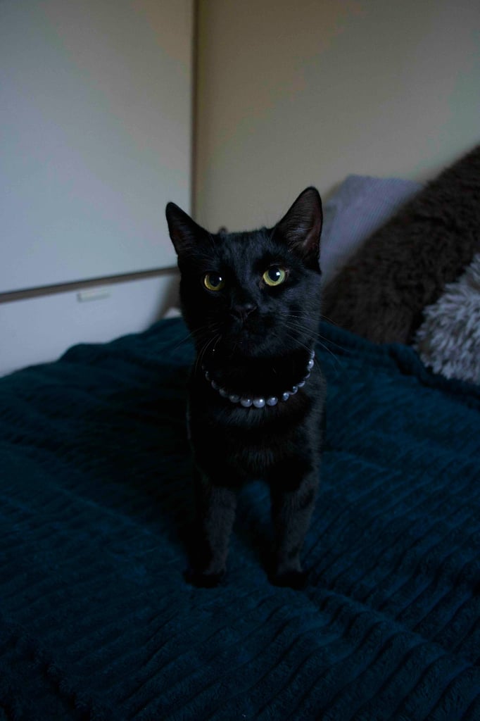 Male Kitten for Sale 9 months