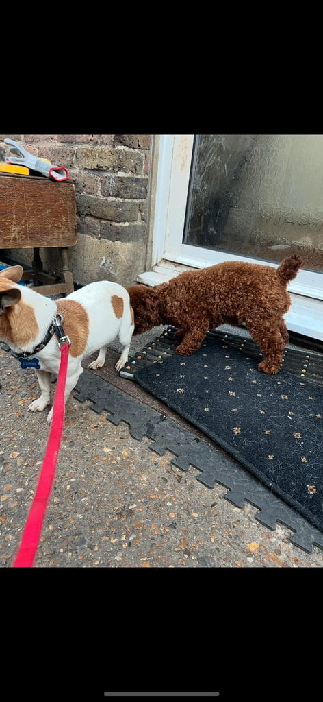 Miniature Asian toy Jackapoo puppys