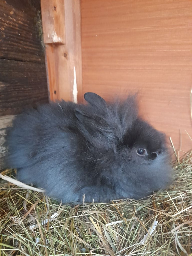  lionlops rabbits for sale