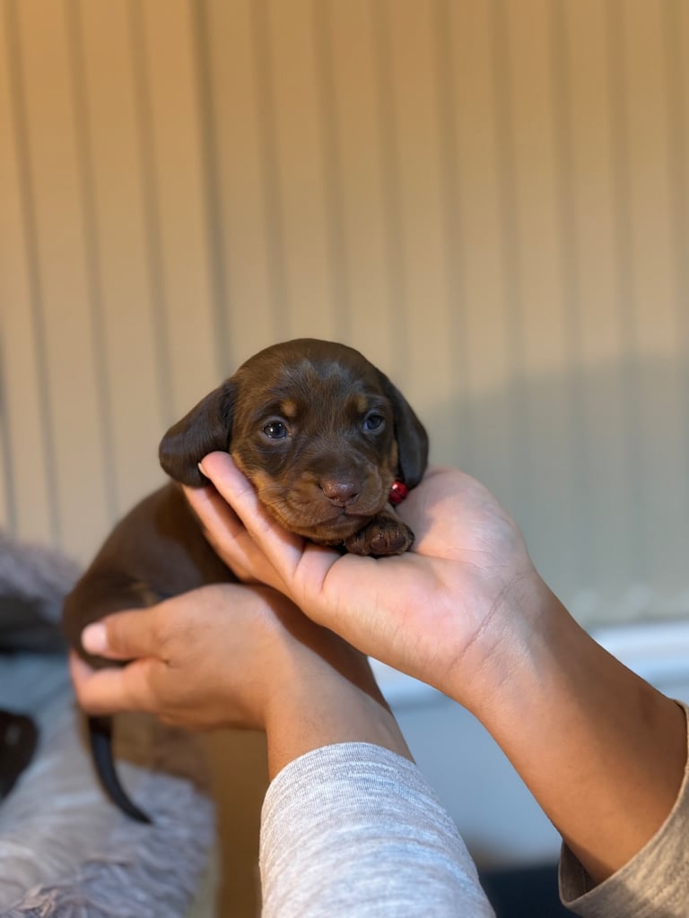 Miniature Dachshund Puppies 