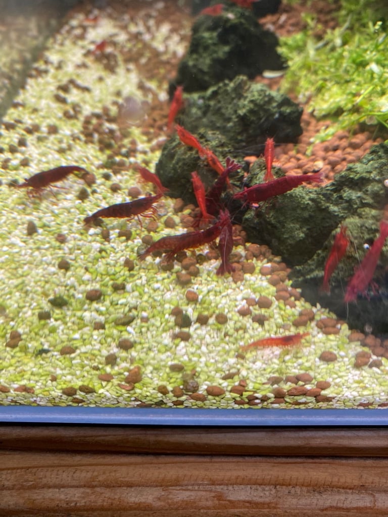 image for Red Cherry Shrimp
