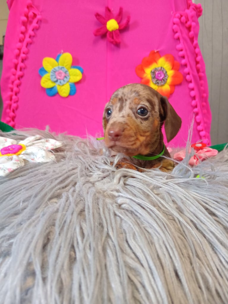 3 miniature duschund 🐶 puppies 