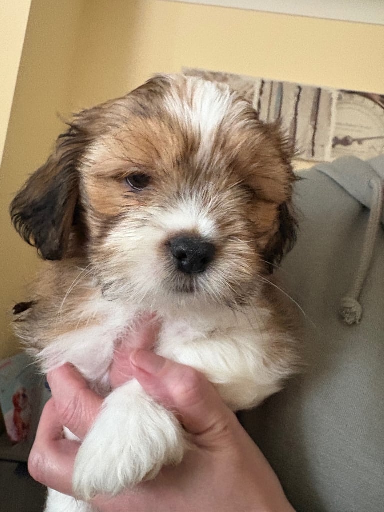 Lhasa Apso Yorkie Mix Puppies Lhasa Apso Dogs Puppies For Sale Gumtree