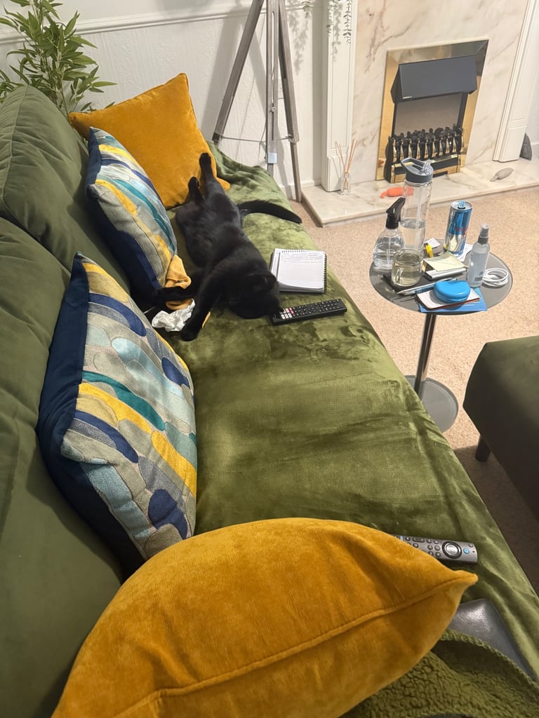 Bombay Cat