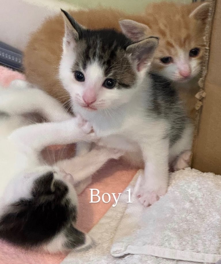 Cute kittens!