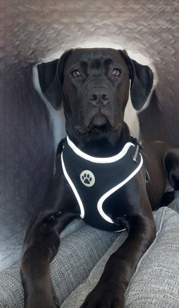 Cane corso/ staffs pups 