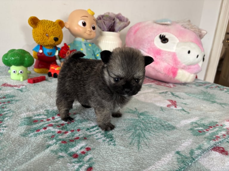image for Tiny Pomchi Puppies in Belfast