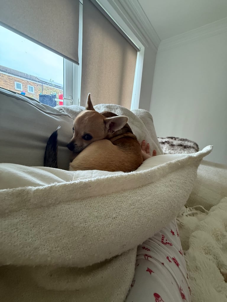 Two Chihuahua x Jack Russell Males for sale 6 months old.