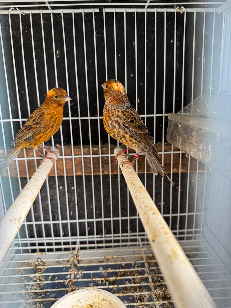 Canary, zebra for sale