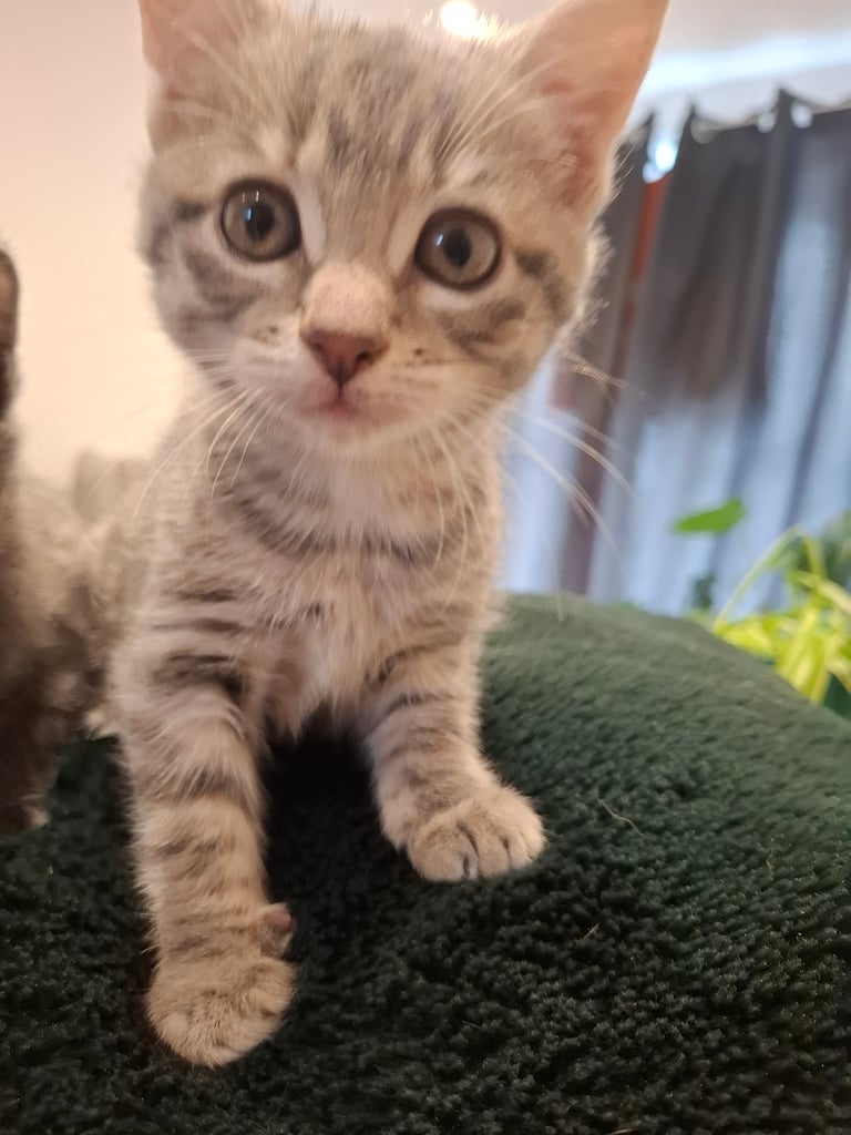 Grey kitten ready now 