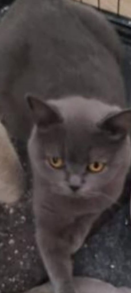 BRITISH SHORT HAIR LAST MALE BLUE Ready now  