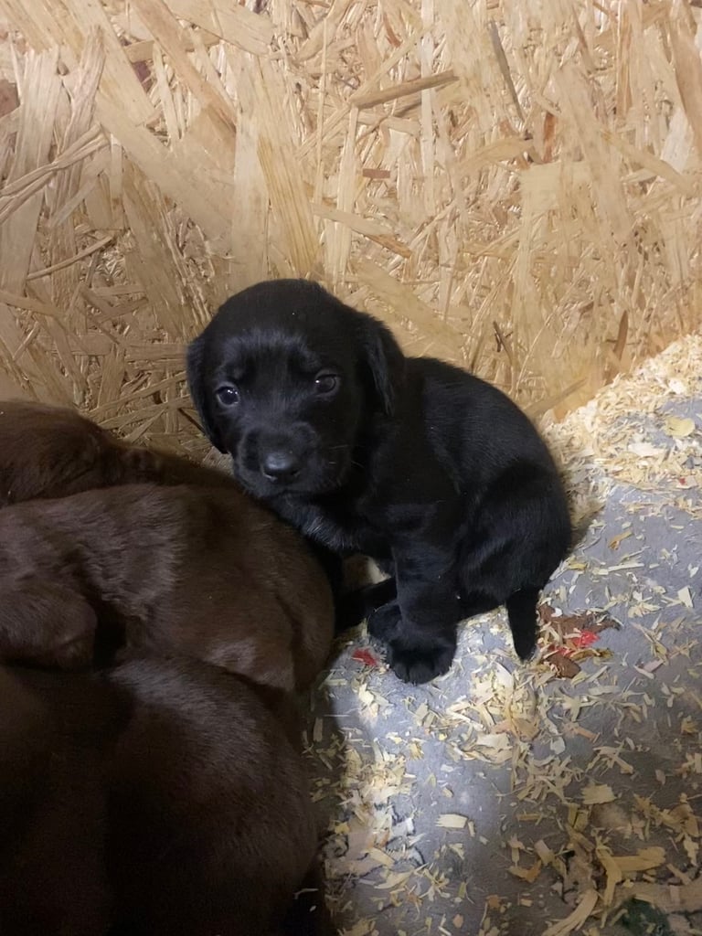 Labrador x Cocker Spaniel Puppies 