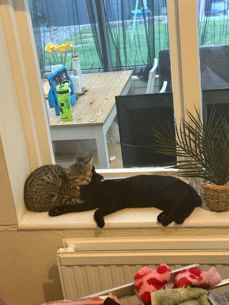 Two kittens
