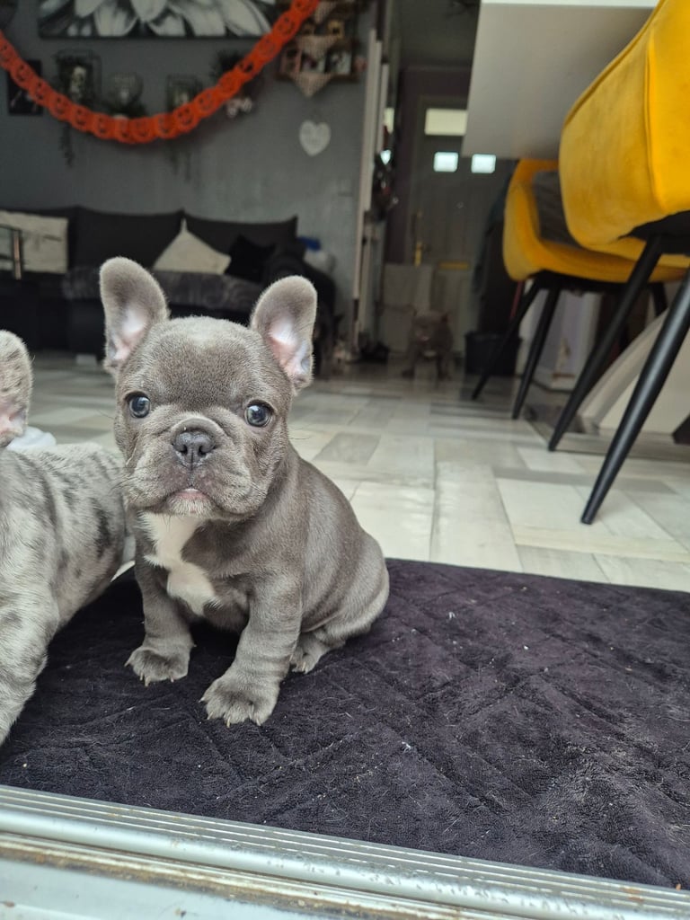 Silver blue merle French bulldog 