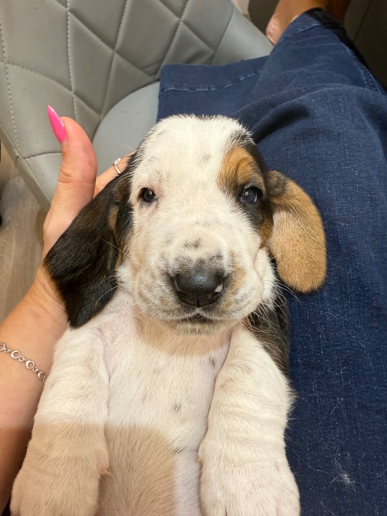 Chunky Bassett Hound Puppies 