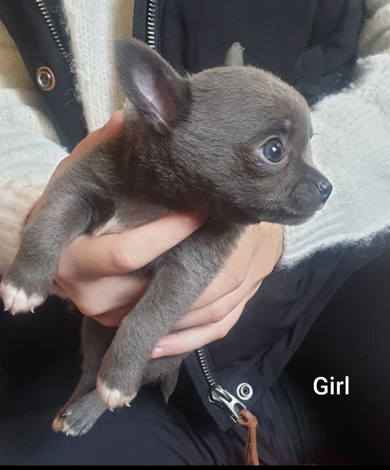 Pure Chihuahua lilac pupies