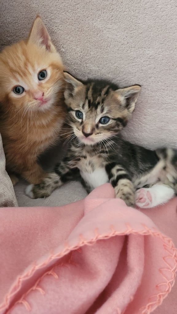 Beautiful ginger and taby are looking for their forever families 