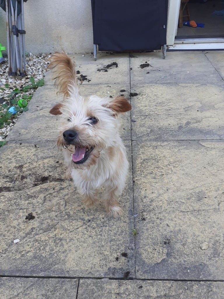 Jack Russel x Yorkshire terrier 