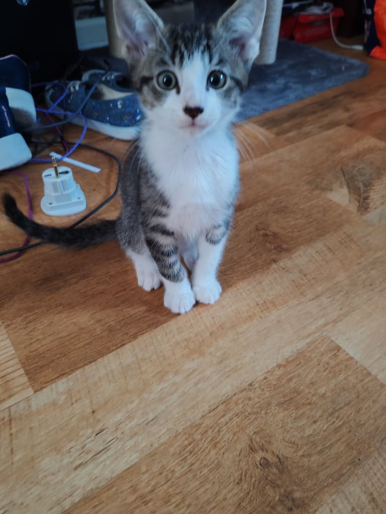 Meet Tiki 14 week old kitten 