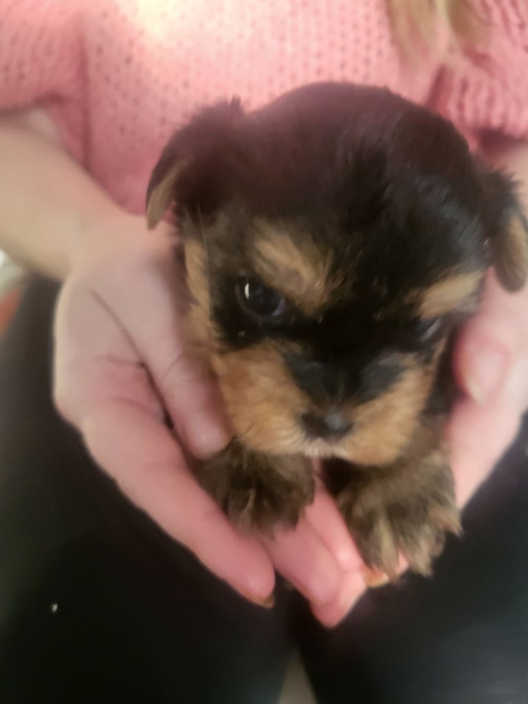 5 boy Yorkshire terrier puppies 4 weeks old
