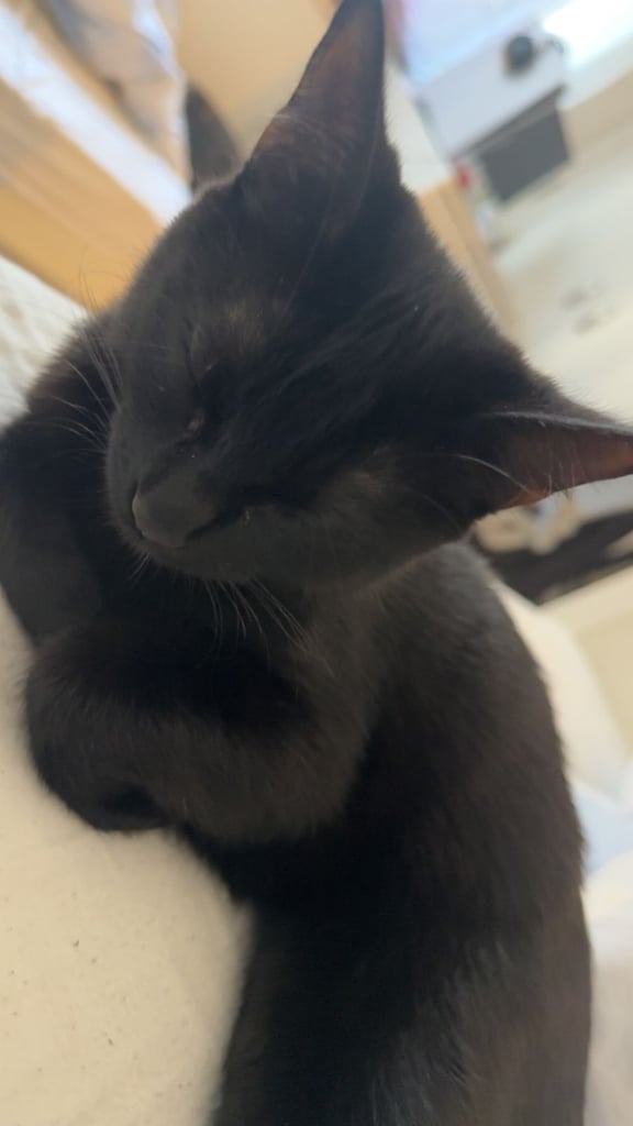 cat for sale in london