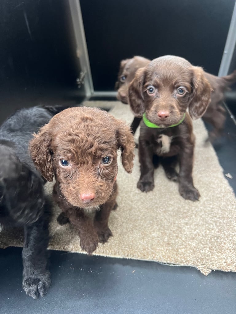 Cockerpoo puppies 