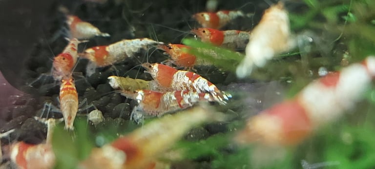 Crystal red shrimp
