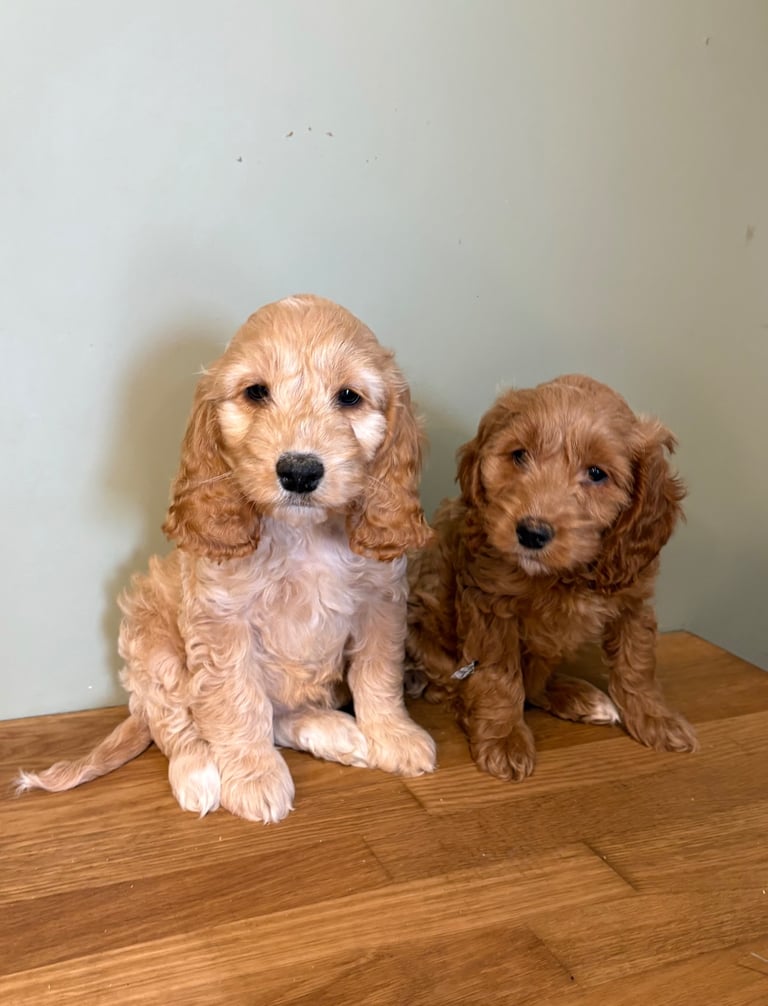 image for F1 cockapoo pups