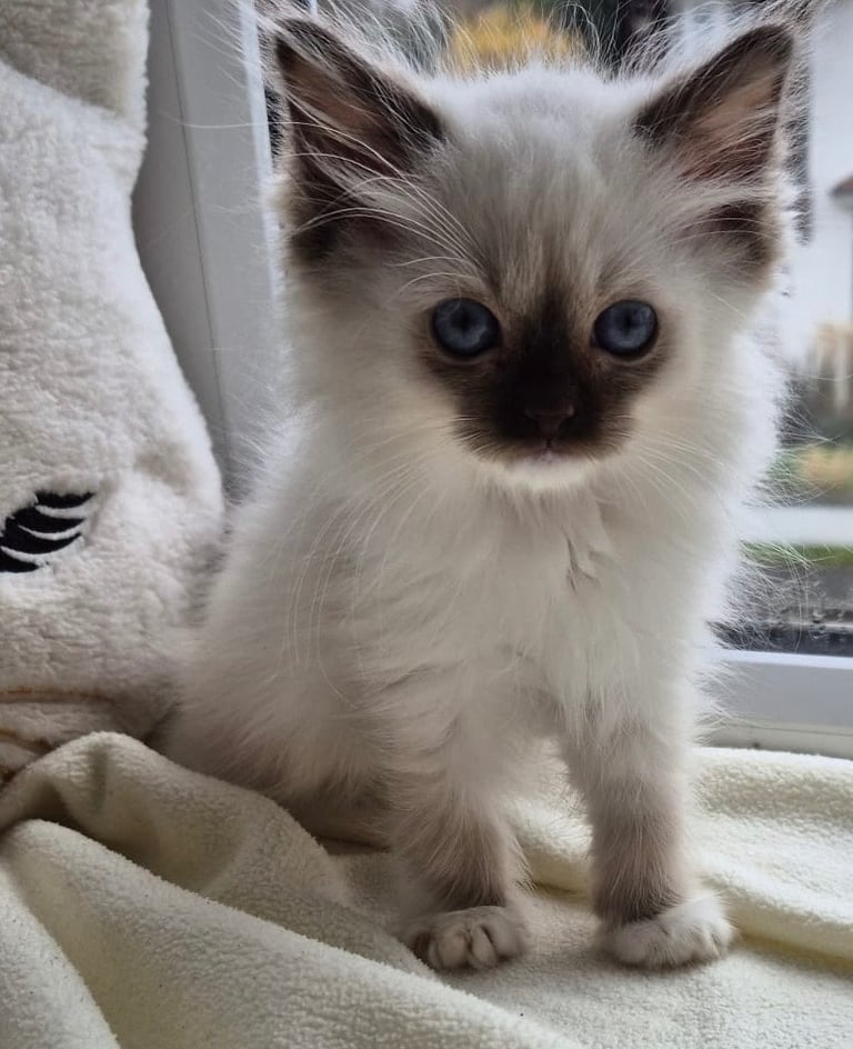 Ragdoll Kitten three months old 
