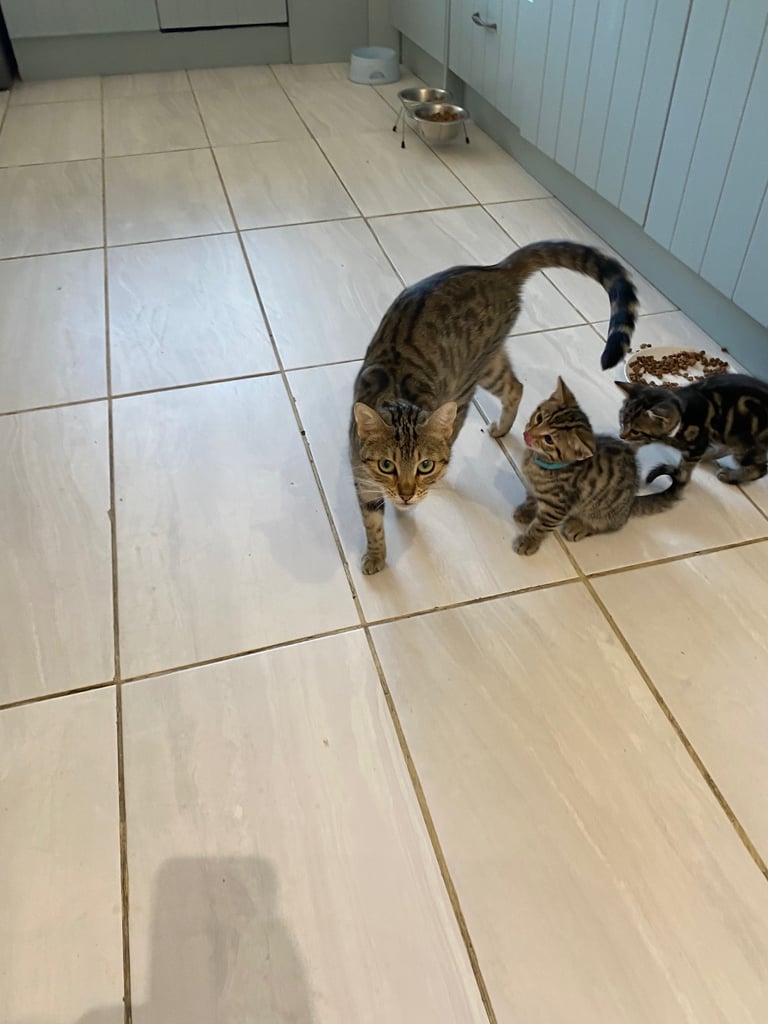 4 beautiful Bengal X kittens Boys £200