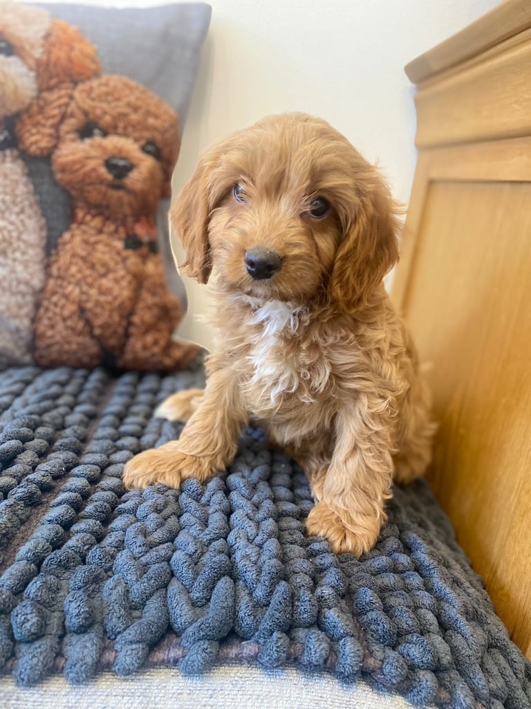 Cavapoo puppies 