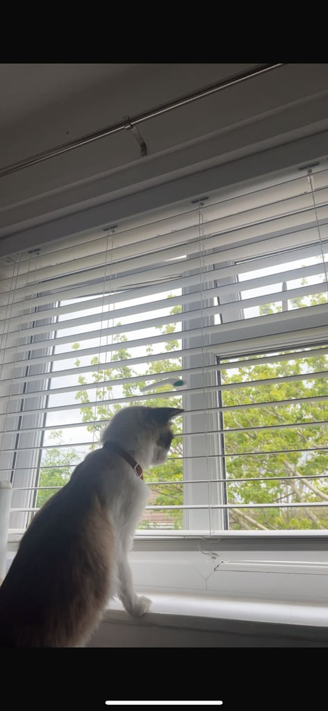 3 years old ragdoll cat 