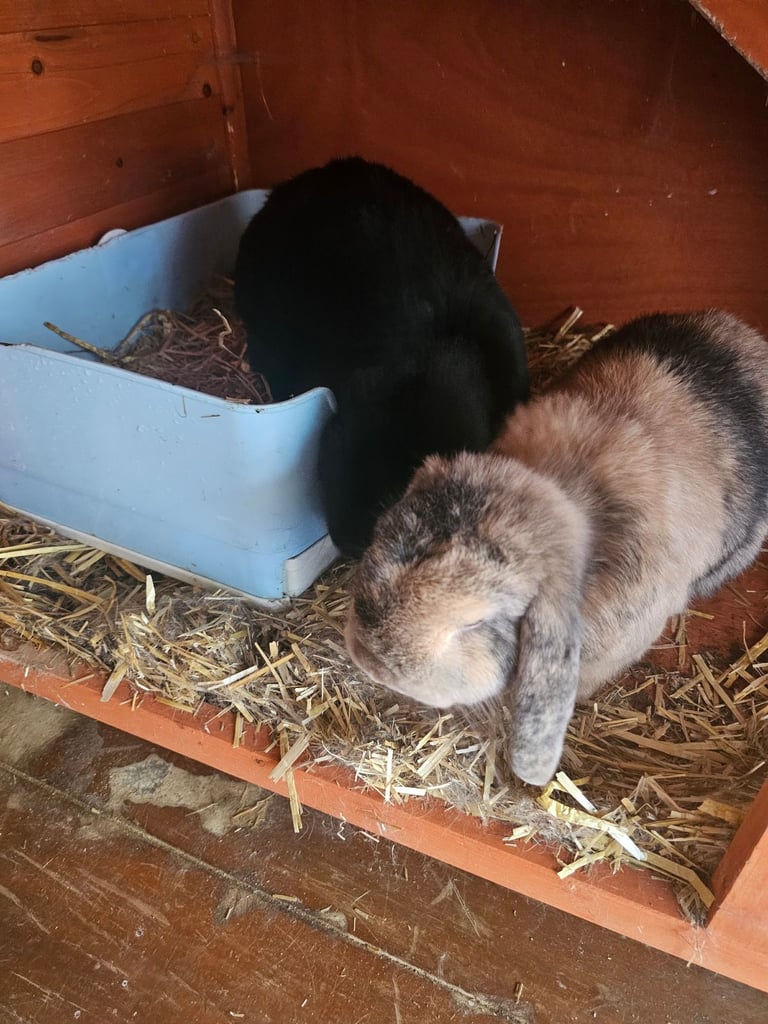 2 Mini Loop Rabbits with accessories 