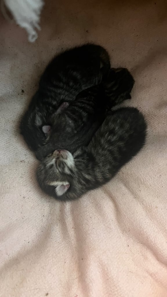 Kittens for sale 