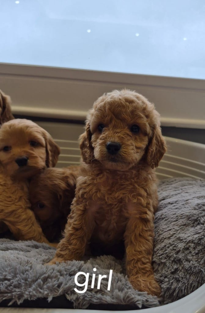 Cockapoo pups for sale