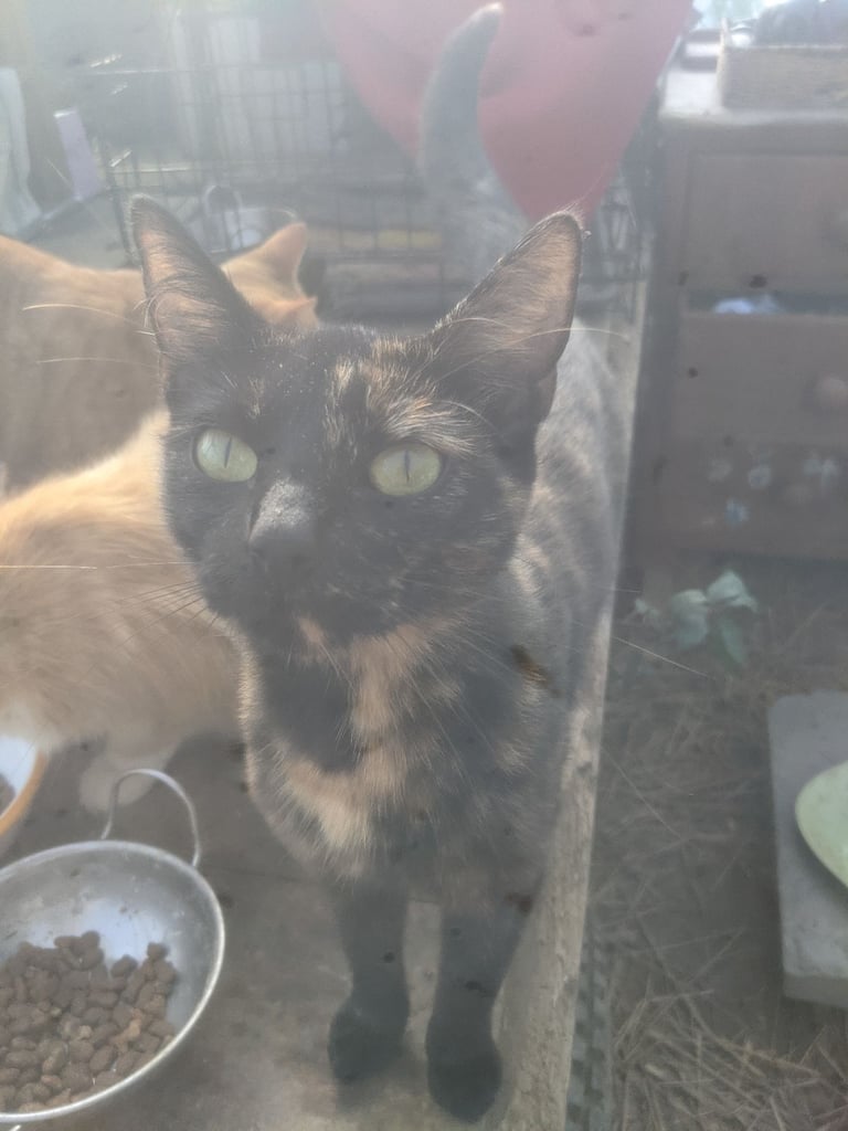 Kittens for sale 