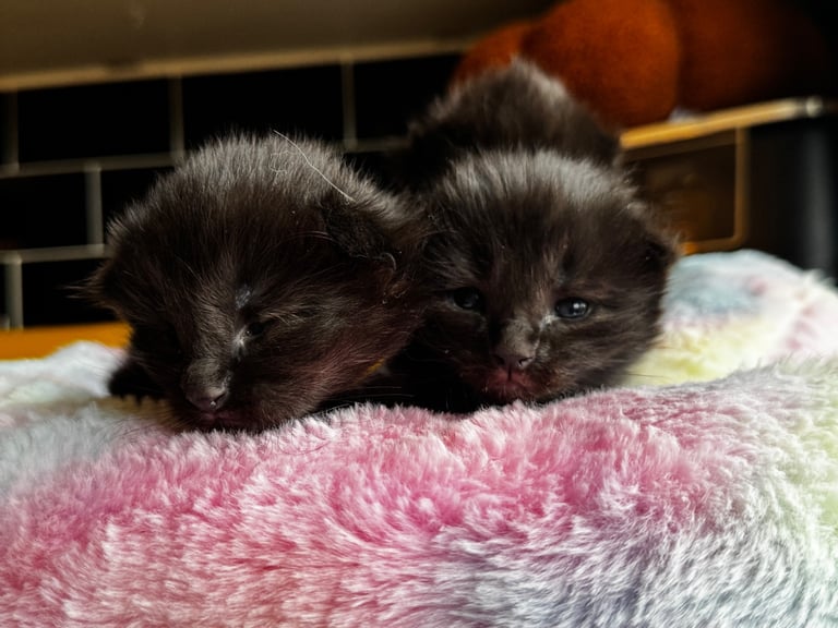 Ragcoon Kittens