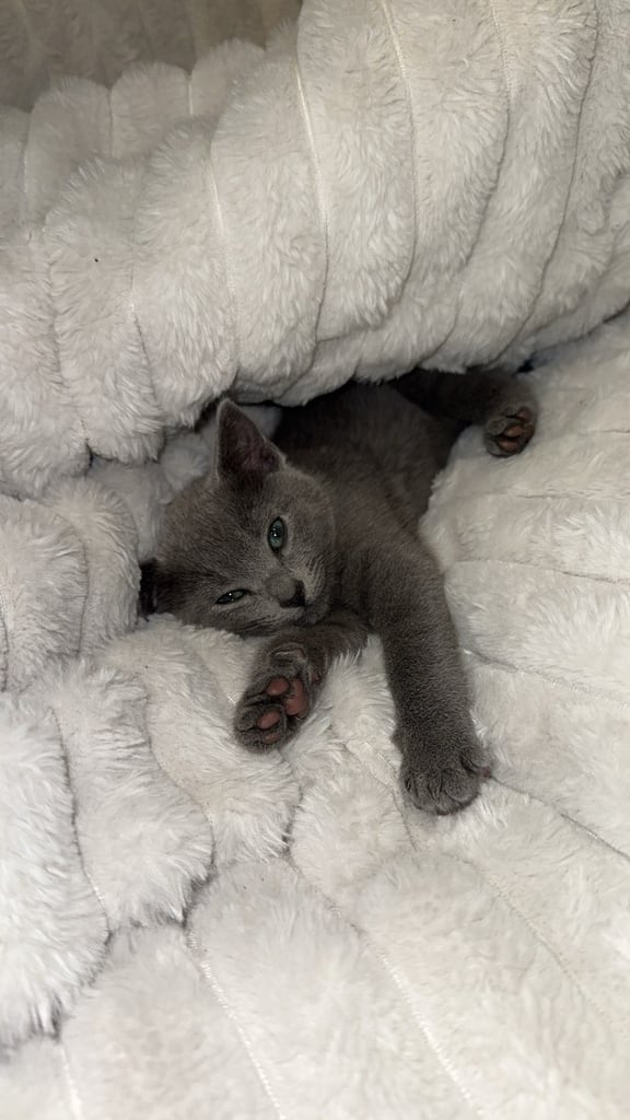 image for Russian blue cat