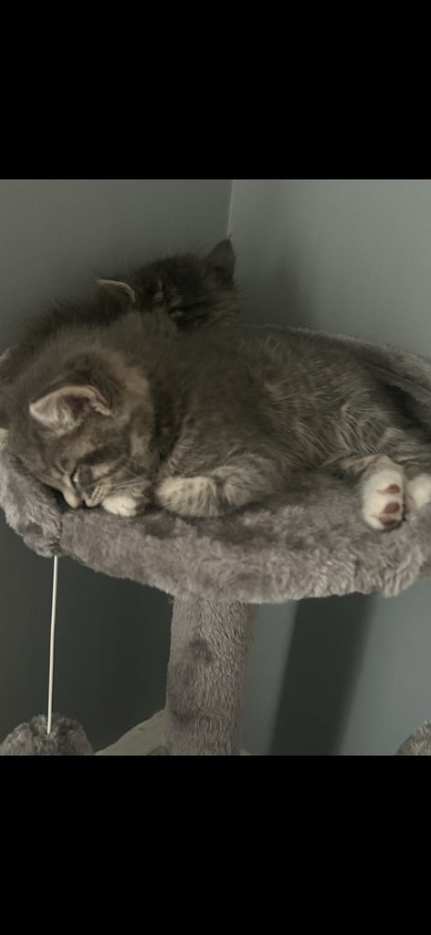 Male Kittens looking for home together 