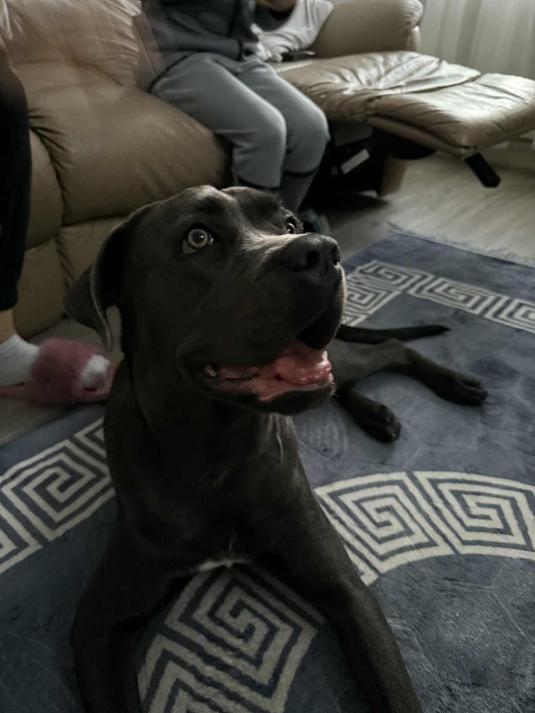 Healthy 1-Year-Old Female Cane Corso- Looking for a loving Home