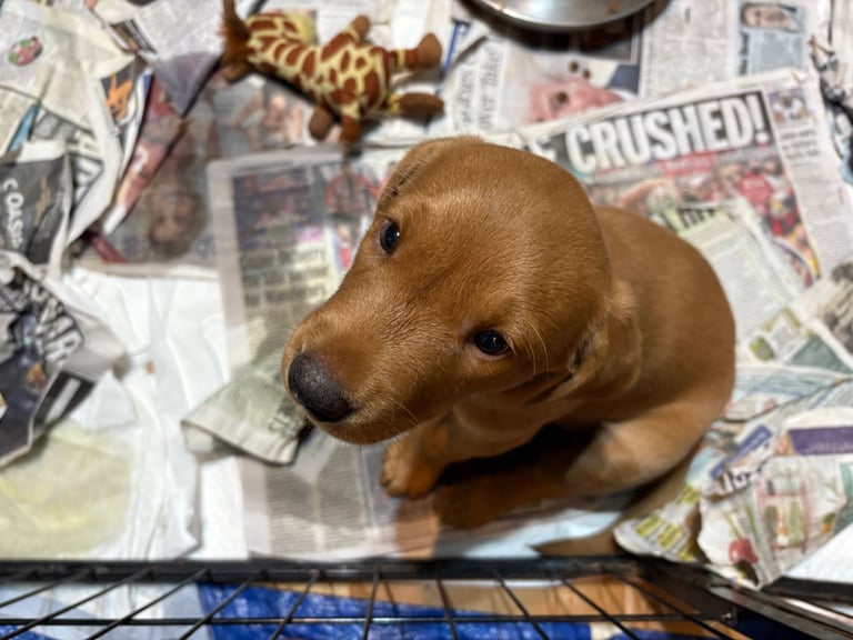 1 KC reg Dark Fox Red Labrador puppy remaining 