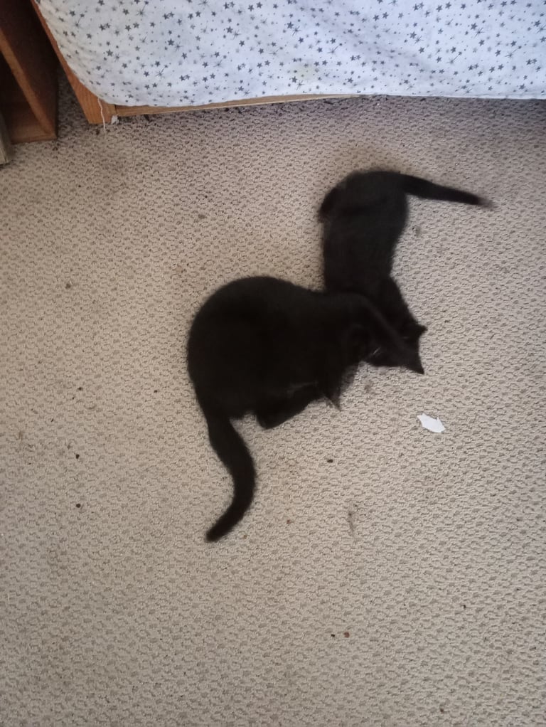 4 kittens 3 black 1 tortoise shell 