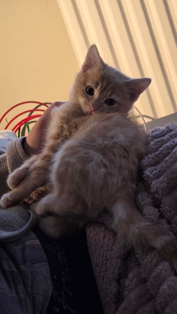 4 half ragdoll kittens - 2 grey fluffy female 2 ginger male