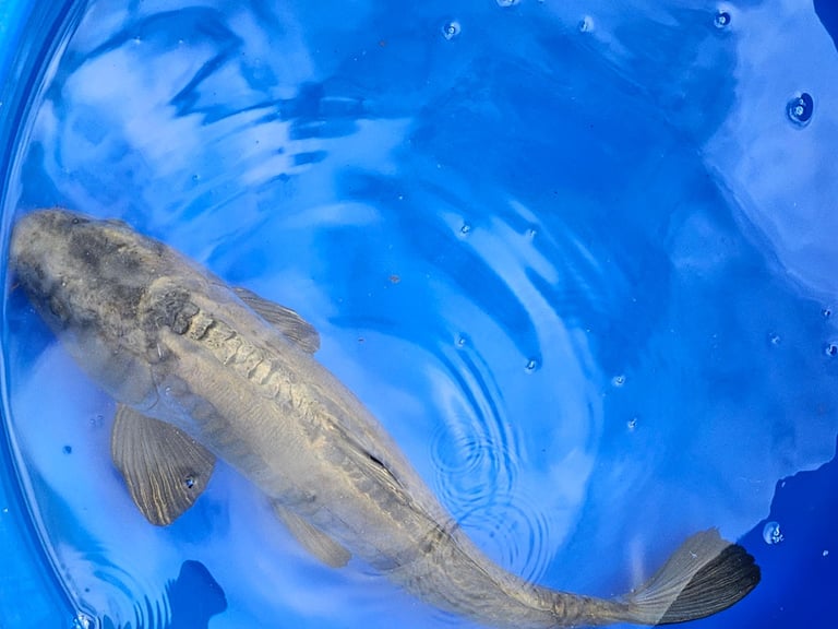Large Japanese koi fish for sale 